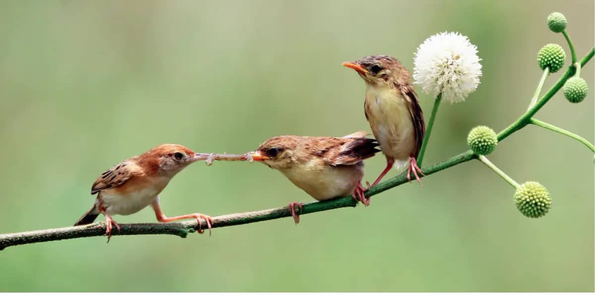 The best 7 Cameras for bird photography